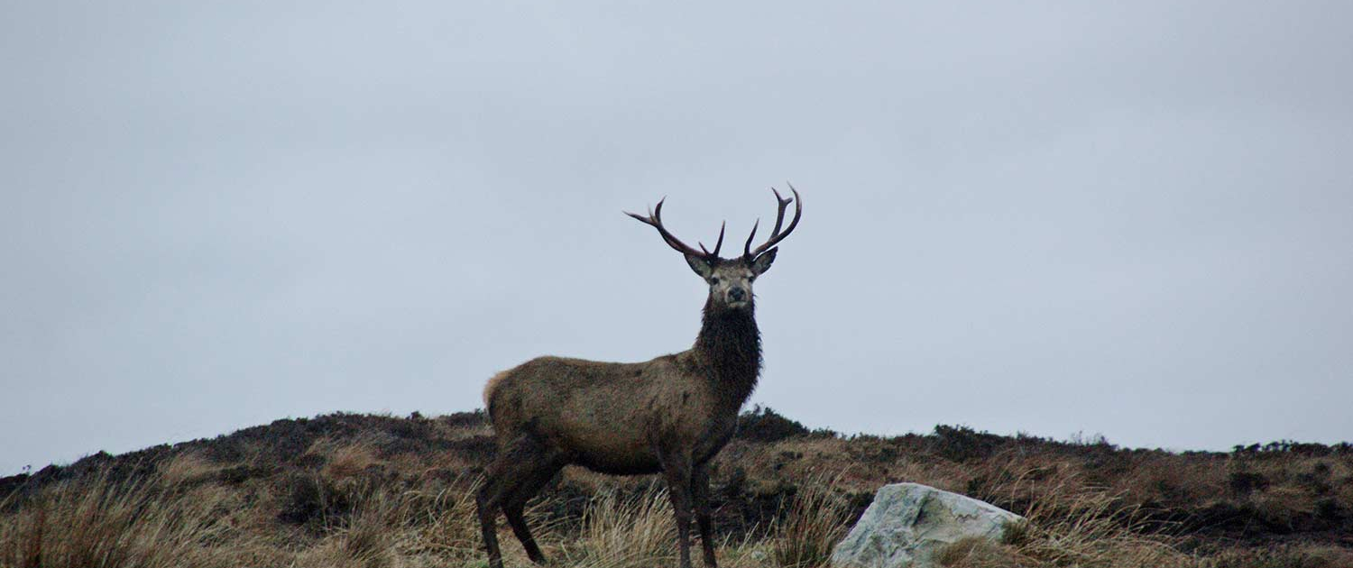 lots of wildlife to see, like this stag