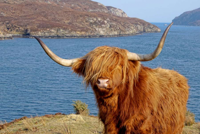 Highland Cow